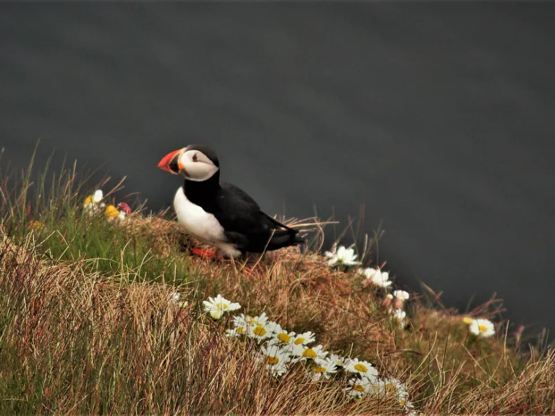 Rathlin