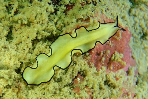 Plattwurm auf dem Riff von Pulau Hantu